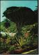Tausendjährige Drago  -  Icod De Los Vinos Tenerife   -  Ansichtskarte Ca.1980   (8285) - Bäume