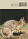 Australia 2017 Postally Used Maximum Card,sent To Italy,1992 Threatened Species,Parma Wallaby - Maximum Cards