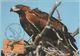 Australia 2017 Postally Used Maximum Card,sent To Italy,2001 Australian Wildlife,Wedge Tailed Eagle - Maximum Cards