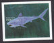 Tanzania, Scott #2047-2048, Mint Never Hinged, Marine Life, Issued 1999 - Tanzania (1964-...)