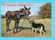 Cp Cartes Postales  - Humour Ane Chien - Humour