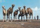Postcard Tunisie Tunisia Camels Pose For A Snap Shot. My Ref B22302 - Tunisia