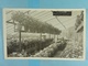 Carte Photo Tilleur Graines Et Plantes Lejeune 1924 - Saint-Nicolas