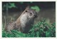 Postcard Otter Dixon Collectacard 10 Of 15 My Ref  B22311 - Other & Unclassified