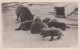 Carcross Yukon Canada, Watson's Fox Ranch, Silver Fox Puppies, C1920s/40s Vintage Real Photo Postcard - Yukon