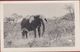 Old Photo Card German Studio Nink Windhoek Windhuk Olifant Elephant Tsumeb Namibia Colonial Photography +/- 1935 - Documents Historiques