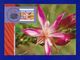 Australien 2002  Mi.Nr. 2138 , Desert Star Flower - Maximum Card - First Day Of Issue 4 June 2002 - Maximumkarten (MC)