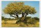 NAMIBIA - AK 316912 Blühender Busch Mit Termitenhügel - Namibia