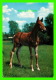 CHEVAUX - HORSES - POULIN -  KRUGER - - Chevaux