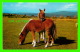 CHEVAUX - HORSES - DARTMOOR PONIES -  PHOTO PRECISION LIMITED - - Chevaux