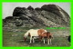 CHEVAUX - HORSES - PUB. BY JEROME DESSAIN - TYRAVEL IN 1962 - HAYTOR - - Chevaux