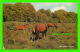 CHEVAUX - HORSES -  NEW FOREST PONIES - J. SALMON SERIES POST CARD LTD  - - Chevaux