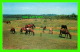 CHEVAUX - HORSES - NEW FOREST PONIES -  TRAVEL IN 1984 - PHOTO PRECISION LIMITED - - Chevaux