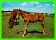 CHEVAUX - HORSES - LES 2 POULINS - KRUGER - - Chevaux