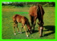 CHEVAUX - HORSES - MAMAN &amp; FISTON - KRUGER - - Chevaux