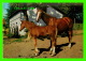 CHEVAUX - HORSES - MAMAN &amp; FISTON - KRUGER - - Paarden