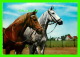 CHEVAUX - HORSES - LE BEAU COUPLE - KRUGER - - Chevaux