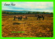 CHEVAUX - HORSES - EXMOOR PONIES -  TRAVEL IN 1988 - A SALMON POST CARD - - Chevaux