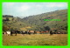 CHEVAUX - HORSES - DARTMOOR PONIES, DEVON - TRAVEL IN 1966 - - Chevaux