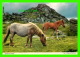 CHEVAUX - HORSES - DARTMOOR PONIES, DEVON - TRAVEL IN 1985 - JOHN HINDE ORIGINAL - - Chevaux