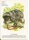 Hérisson, Carte-jeu Illustrée Nathan - Animal Insectivore, En Famille - Dessin + Texte (hedgehog) - Animals