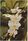 Anggrek Bulan -  (Orchidee - Indonesia) - Bloemen