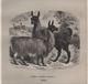 Gravure Animalière Ancienne/William Henri FREEMAN/ J G /Lama ( Camelus Llacma) Pérou /Vers 1860-1870  GRAV293 - Stiche & Gravuren