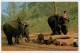 THE  WELL TRAINED  ELEPHANTS  WORKING IN THE  TEAK-WOOD FOREST          2 SCAN       (VIAGGIATA) - Tailandia