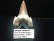 Fossile De Dent De Requin - Fossiles