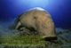 T88-057 ]     Dugong Marine Mammal Sea Cow , China Pre-paid Card, Postal Statioery - Other & Unclassified