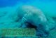 T88-060 ]     Dugong Marine Mammal Sea Cow , China Pre-paid Card, Postal Statioery - Other & Unclassified