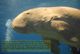 T88-063 ]     Dugong Marine Mammal Sea Cow , China Pre-paid Card, Postal Statioery - Other & Unclassified