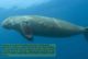 T88-067 ]     Dugong Marine Mammal Sea Cow , China Pre-paid Card, Postal Statioery - Other & Unclassified