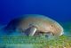 T88-068 ]     Dugong Marine Mammal Sea Cow , China Pre-paid Card, Postal Statioery - Other & Unclassified
