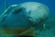 T88-073 ]     Dugong Marine Mammal Sea Cow , China Pre-paid Card, Postal Statioery - Other & Unclassified