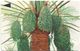 Bahrain - Al Khalal Palm Tree, 41BAHS, 1997, Used - Bahrein