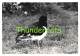 LOT VAN 10 OUDE FOTO'S JAREN 60 KNOKKE ZWIN VOGELS LOT DE 10 PHOTOS ANNEES 60 KNOCKE ZWIN OISEAUX LOT OF 10 BIRD PHOTOS - Lieux