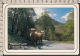 84005GF/ HIGHLANDS, Highland Cattle In Glen Nevis - Other & Unclassified