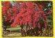 Australia  -   Flowering Bougainvillea - Queensland - Ed. Murray Views W 552 - Otros & Sin Clasificación