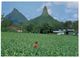 (516) Australia - QLD -  Tobacco Farming - Atherton Tablelands