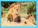 Cp  Cartes Postales - Sigean Lion - Lions