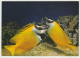 Australia QUEENSLAND QLD Foxface Fish GREAT BARRIER REEF Peer 339 Postcard C1970s - Great Barrier Reef