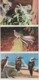 AUSTRALIA BIRDS & ANIMALS Koala Kangaroo Echidna Nucolorvue Postcard Folder C1960s-70s - Other & Unclassified