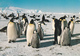 ROOKERIE DE MANCHOTS EMPEREURS  De 1984 - Voir Les 2 Scans - TAAF : French Southern And Antarctic Lands