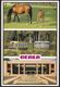 United States Ocala 1991 / Florida / Horse Industry, Silver Springs And The Appleton Museum - Ocala