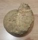 Grosse Ammonite Fossile 5 Kg / 20 Cm - Secteur Saint Parres Les Vaudes (Aube) - Fossils