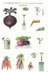 Gardening Postcard - Vegetables And Gardening Tools - Ref ND197 - Cultivation