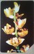 10 Units Orchids - Sierra Leona