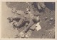 FRANCE  --  WW!  --   4 X ORIGINAL PHOTO 10,5 Cm X 7, 2 Cm  --   DEATH SOLDIER, CADAVER, DESTROYED  CONVOI - 1914-18