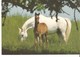 Très Joli Poulain Avec Jument Carte Postale Hallmark  Horse Postcard - Pferde